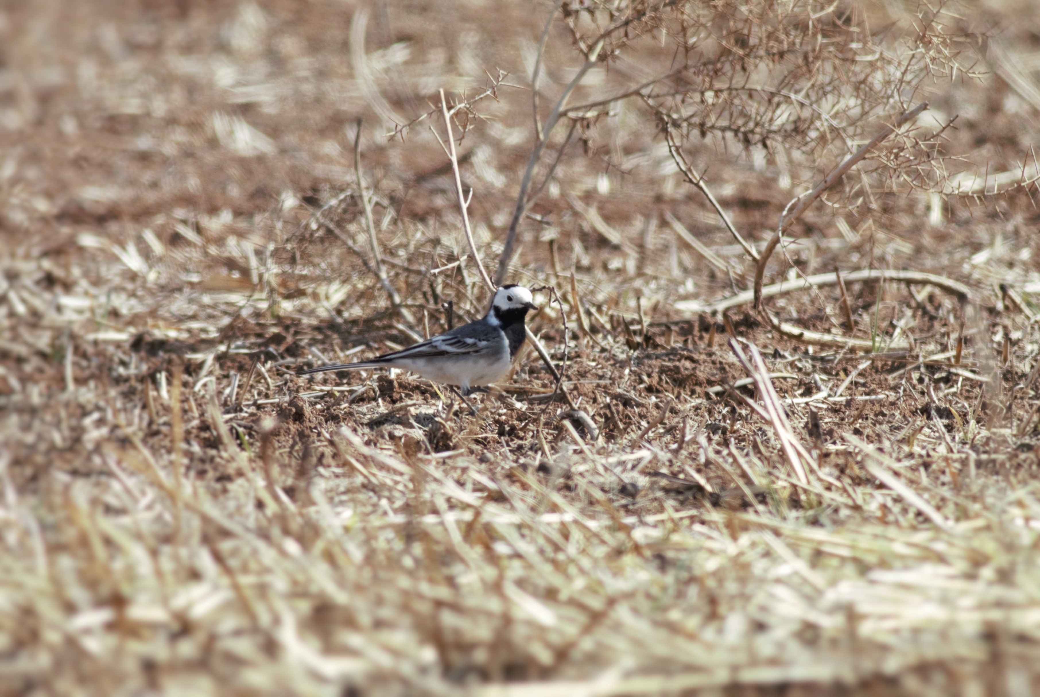 White Wagtail
